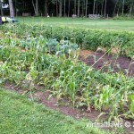 Raccoon Damage to Sweet Corn