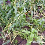 Raccoon Damage to Sweet Corn