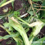 Raccoon Damage to Sweet Corn