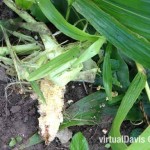 Raccoon Damage to Sweet Corn