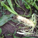 Raccoon Damage to Sweet Corn