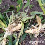 Raccoon Damage to Sweet Corn