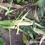 Raccoon Damage to Sweet Corn