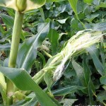 Raccoon Damage to Sweet Corn