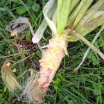 Raccoon Damage to Sweet Corn