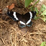 I saw this tuxedo'ed butterfly resting beneath a blueberry bush.