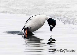 Goldeneye duck in Essex on Lake Champlain (Photo: John DiGiacomo)