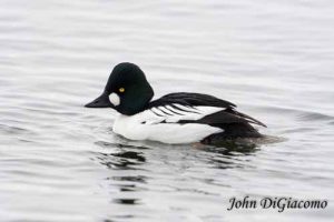 Goldeneye duck in Essex on Lake Champlain (Photo: John DiGiacomo)