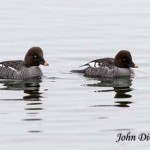 Goldeneye ducks in Essex on Lake Champlain (Photo: John DiGiacomo)