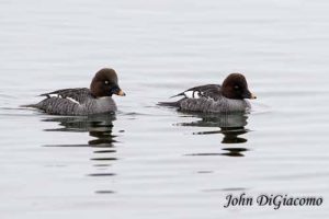 Goldeneye ducks in Essex on Lake Champlain (Photo: John DiGiacomo)