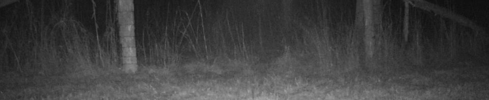 More Bobcat Images from Trail Cam