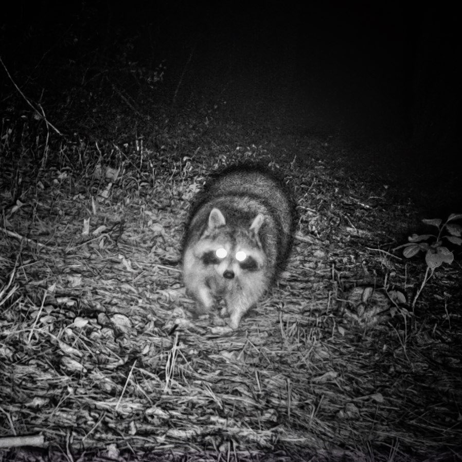 Rosslyn Raccoon (Source: Geo Davis)​