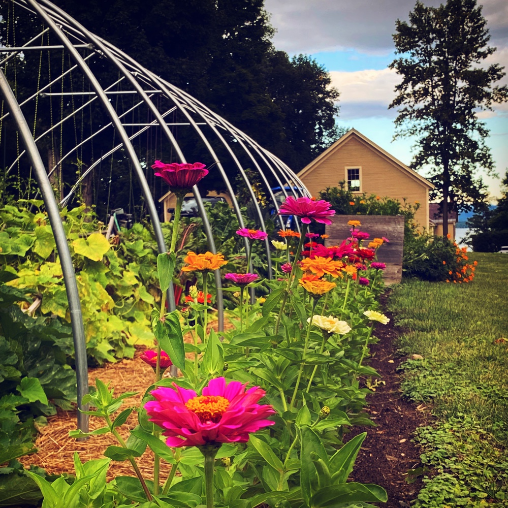 Septembering: exuberant zinnias (Source: Geo Davis)