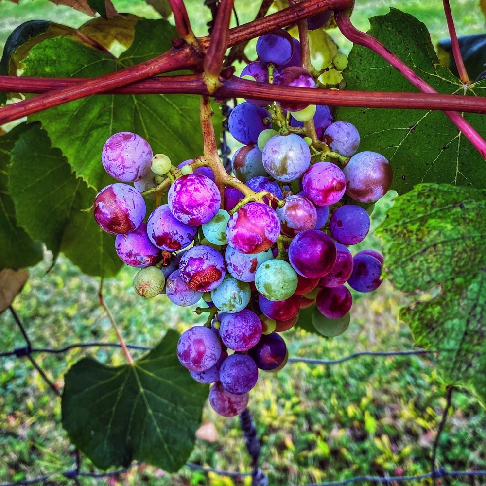 Septembering: grapes sweetening in the vineyard (Source: Geo Davis)