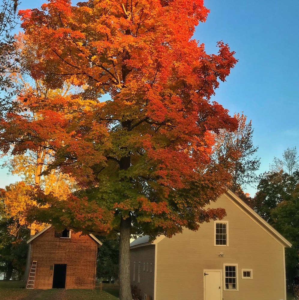 Fall Foliage