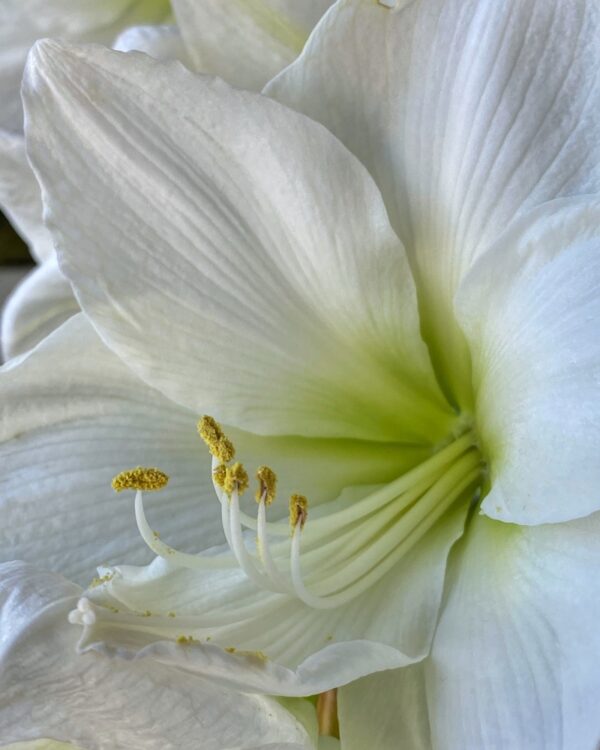 Midwinter Amaryllis (Photo: Geo Davis)