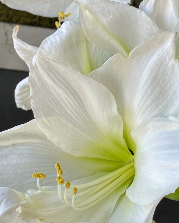 Midwinter Amaryllis (Photo: Geo Davis)