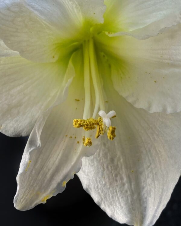 Midwinter Amaryllis (Photo: Geo Davis)