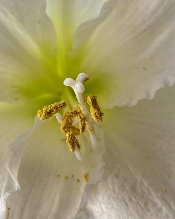 Midwinter Amaryllis (Photo: Geo Davis)