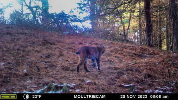 Bobcat Byway, November 20, 2022 (Note: camera date incorrectly states 2023) (Photo: Rosslyn wildlife camera)