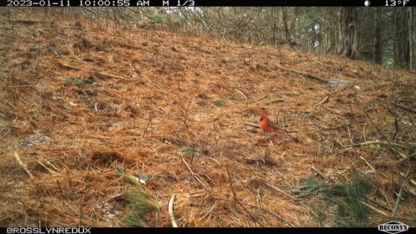 Northern Cardinal, Cardinalis cardinalis (Rosslyn wildlife camera)