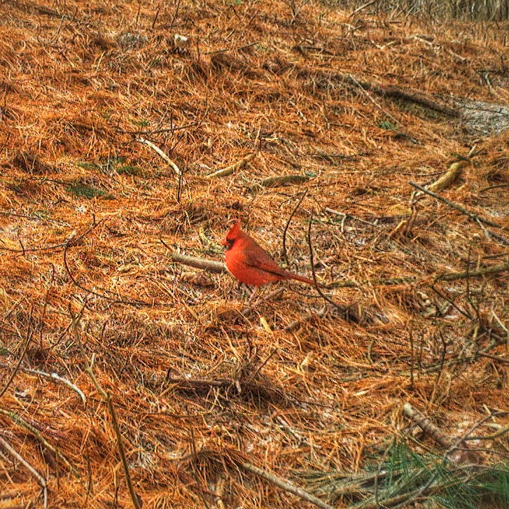 Northern Cardinal