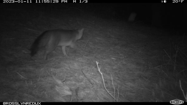 Gray Fox or Eastern Coyote? (Photo: Rosslyn Wildlife Camera)