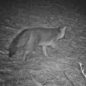 Gray Fox or Eastern Coyote? (Photo: Rosslyn Wildlife Camera)