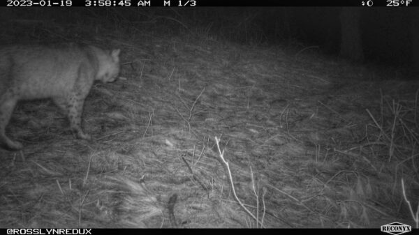 Bobcat Byway, January 19, 2023 (Photo: Rosslyn wildlife camera)