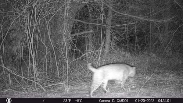 Bobcat Byway, January 20, 2023 (Photo: Rosslyn wildlife camera)