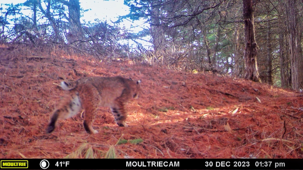 Busy Bobcat Byway