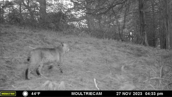 Bobcat Byway, November 27, 2022 (Note: camera date incorrectly states 2023) (Photo: Rosslyn wildlife camera)