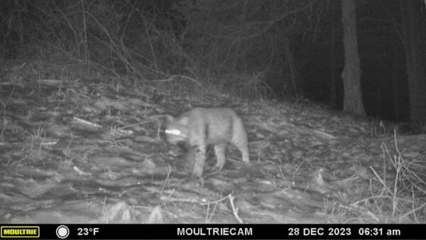 Bobcat Byway, December 28, 2022 (Note: camera date incorrectly states 2023) (Photo: Rosslyn wildlife camera)